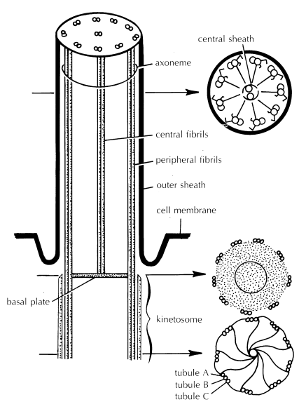 Protozoa Locomotory Systems