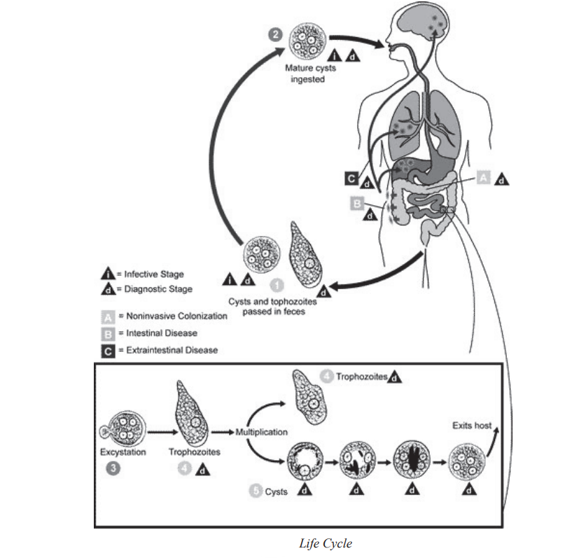 AMOEBIASIS - DISEASE CAUSED BY ENTAMOEBA HISTOLYTICA