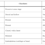 DIFFERENCE BETWEEN CHORDATES AND NON CHORDATES