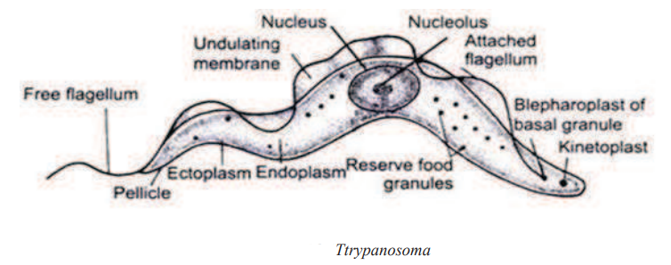 TRYPANOSOMA