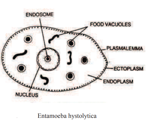 AMOEBIASIS - DISEASE CAUSED BY ENTAMOEBA HISTOLYTICA