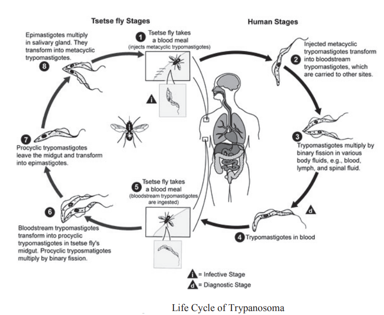 TRYPANOSOMA