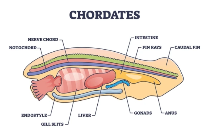 DIFFERENCE BETWEEN CHORDATES AND NON CHORDATES