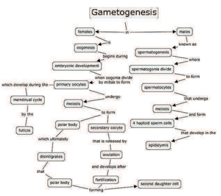 GAMETOGENESIS | SPERMATOGENESIS | OOGENESIS