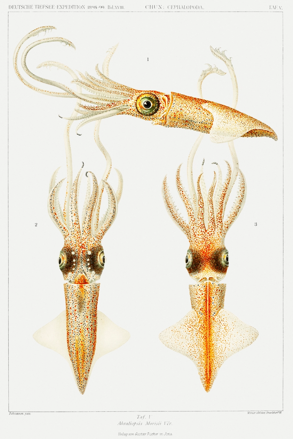 Abraliopsis morisii, bioluminescent squid illustration