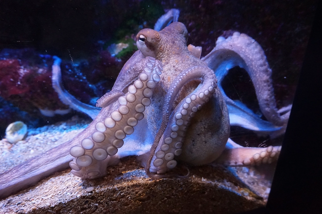 How Many Hearts Does an Octopus Have ?