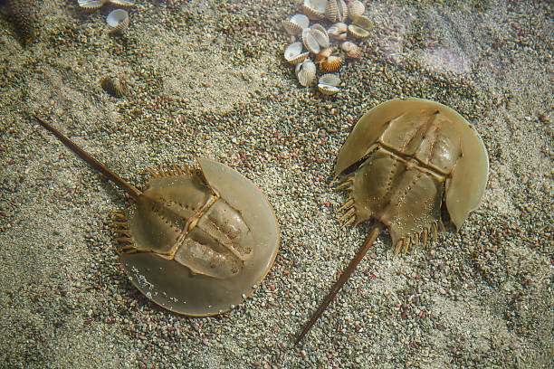 HORSESHOE CRABS