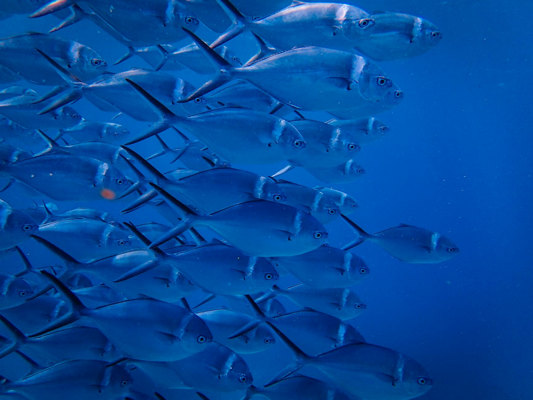 school of fish