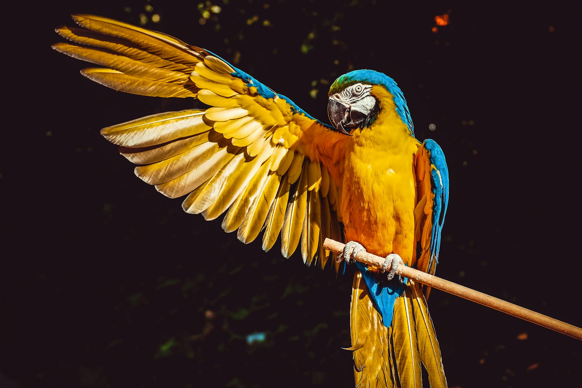 photo of yellow and blue macaw with one wing open perched on a wooden stick