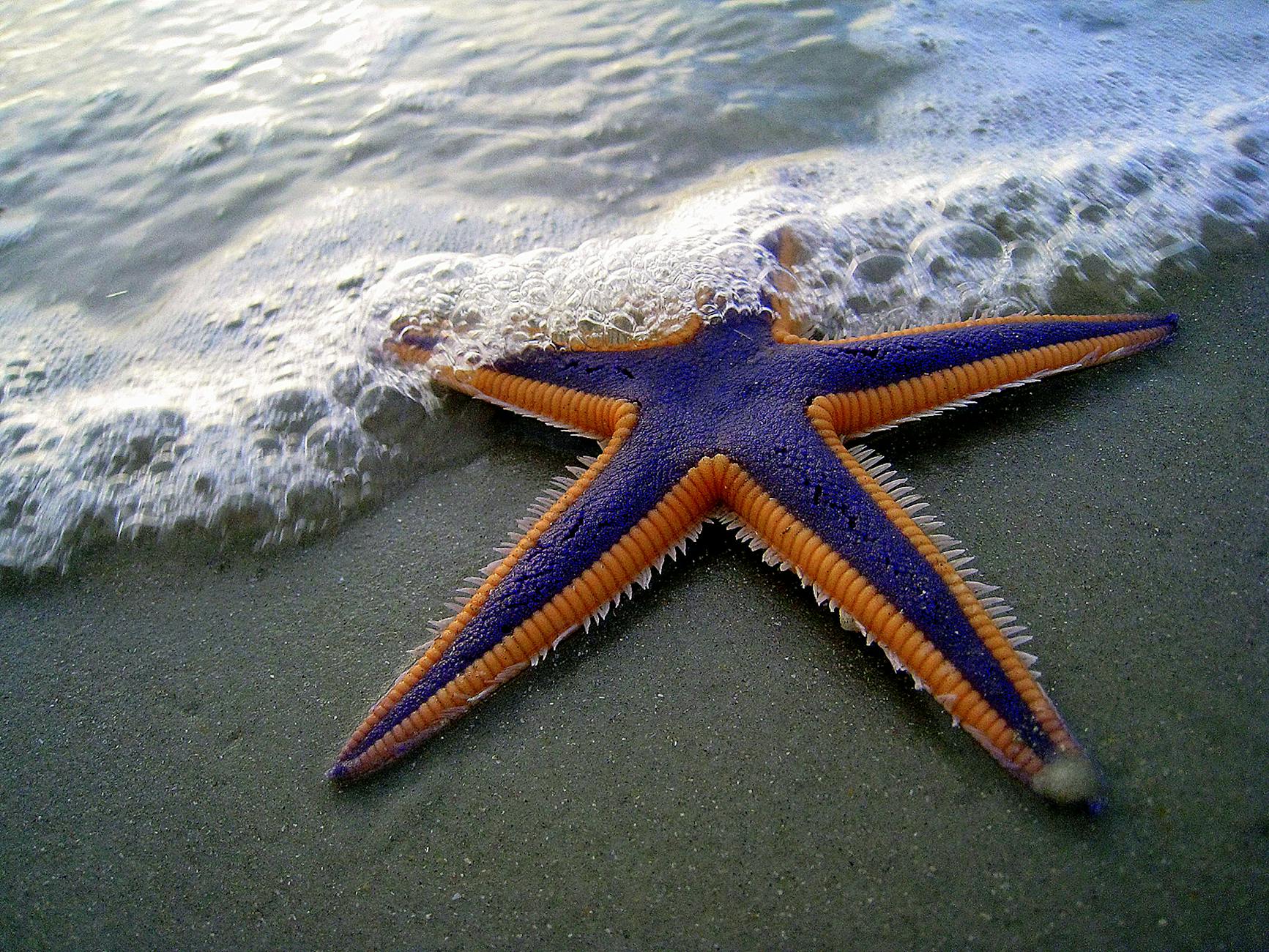 close up photo of purple and orange starfish