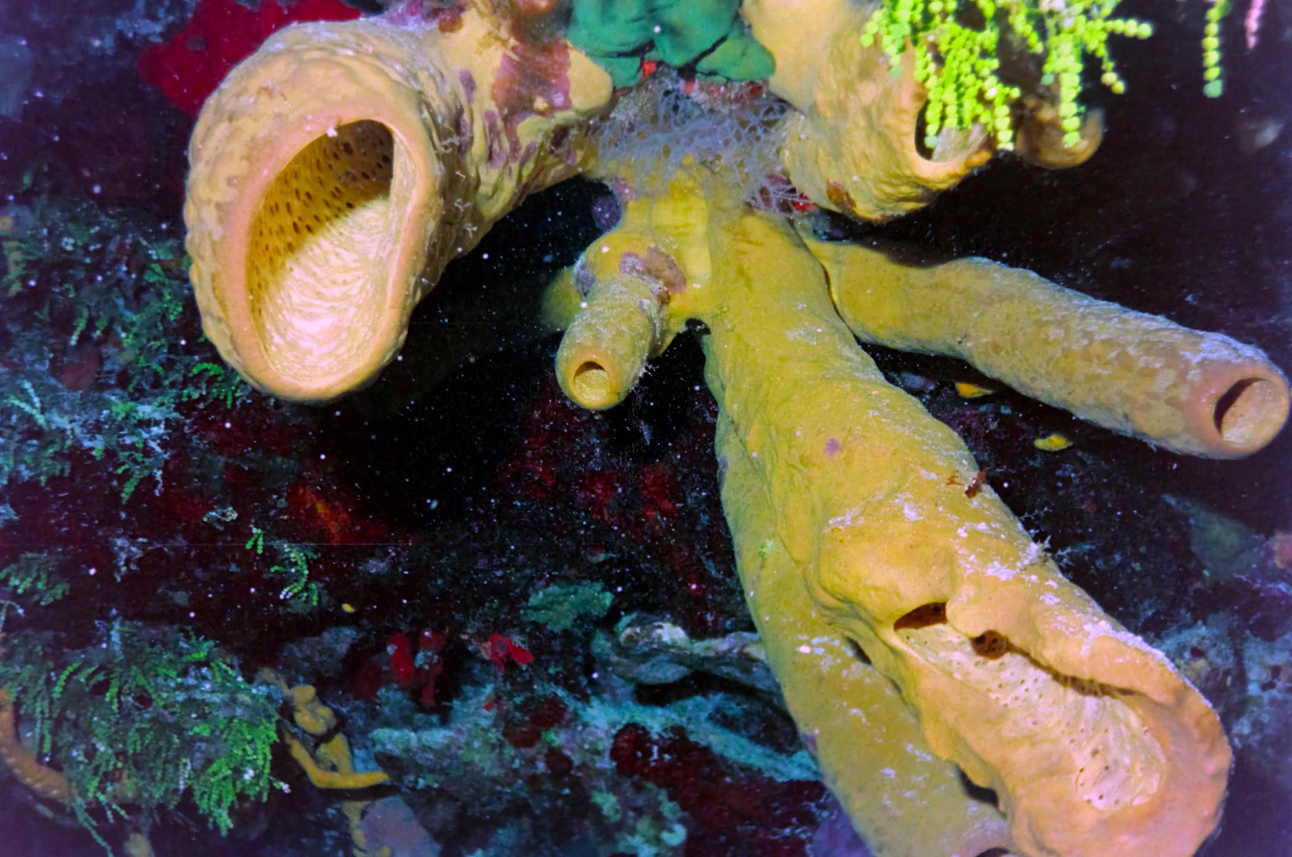 close up of a sea sponge