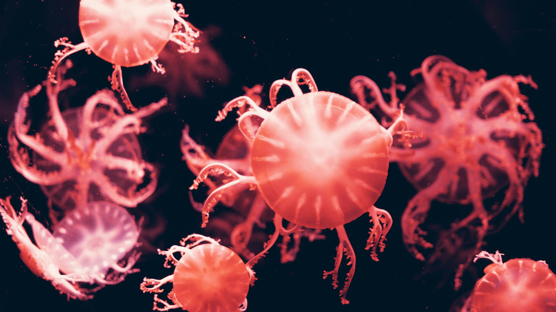 red jelly fish