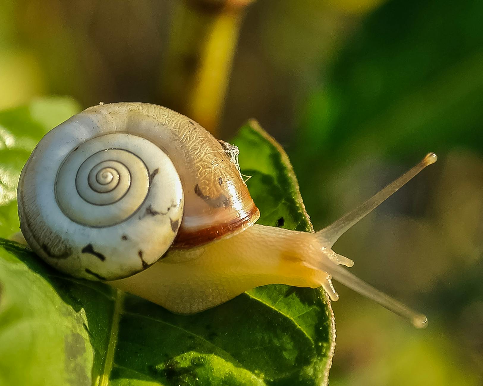 white and brown shell snail on green leaf