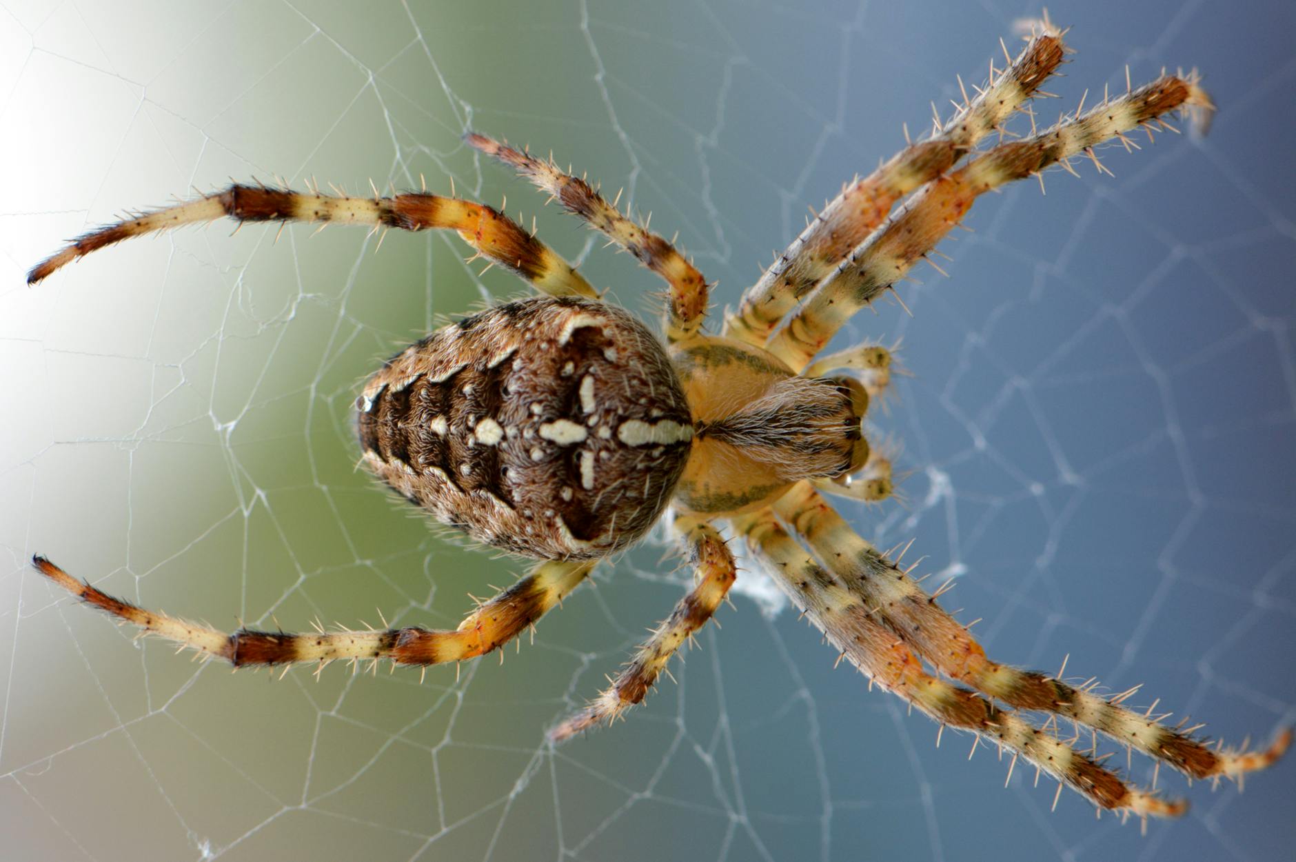 brown yellow black cross orb weaver spider