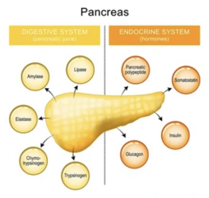 FUNCTION OF PANCREAS