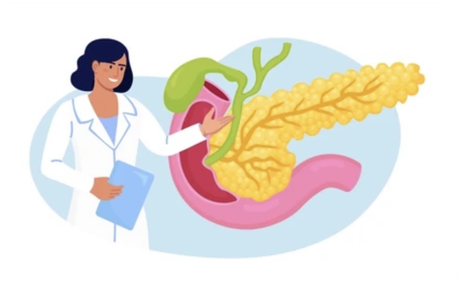 FUNCTION OF PANCREAS