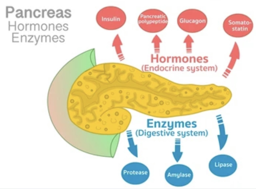 FUNCTION OF PANCREAS