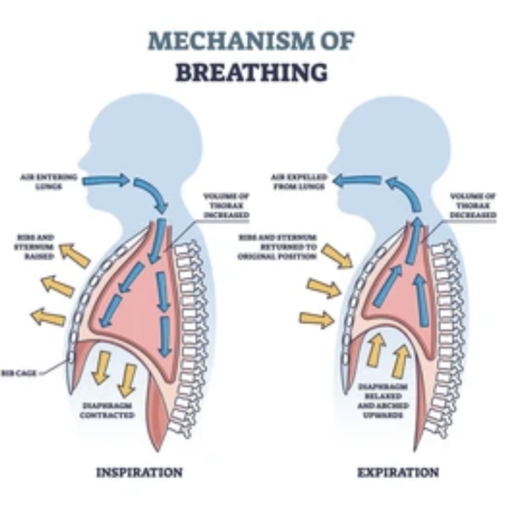 BREATHING AND RESPIRATION