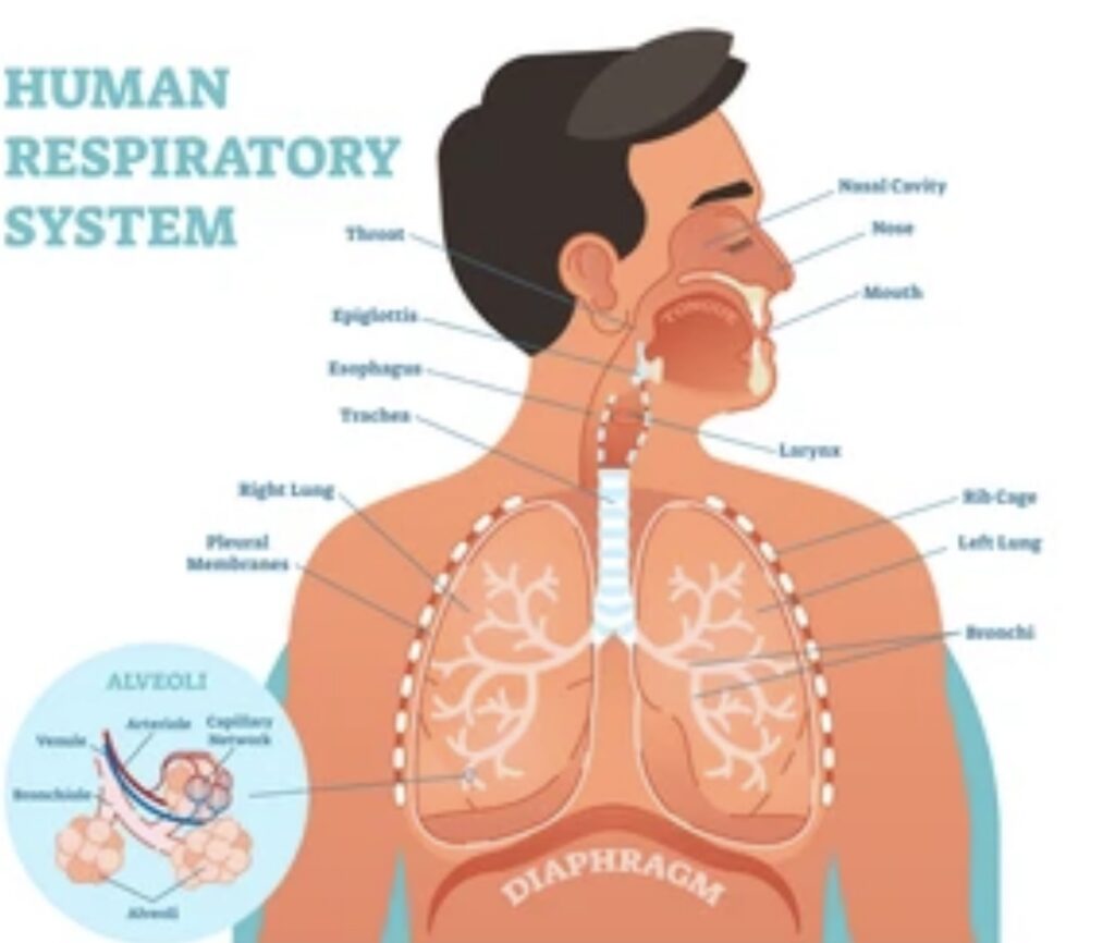 BREATHING AND RESPIRATION