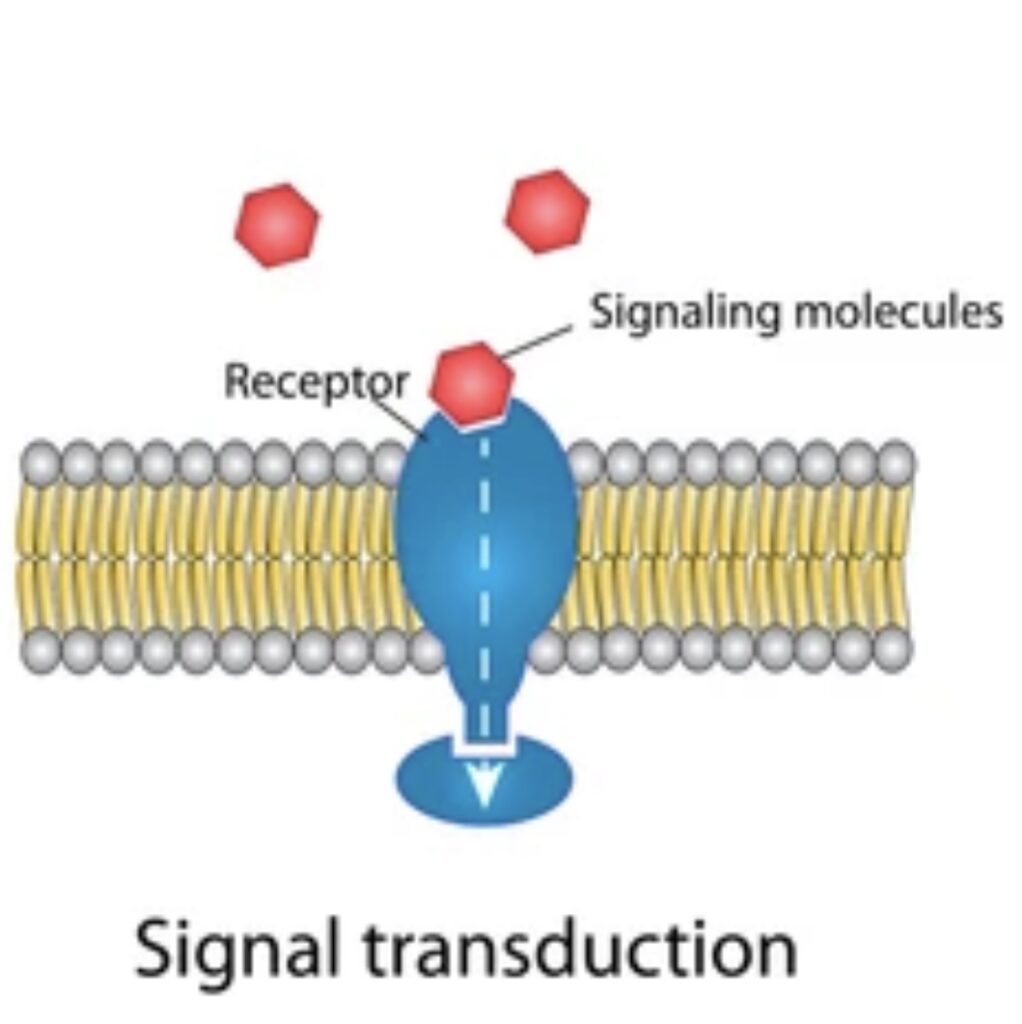 SIGNAL TRANSDUCTION PATHWAY