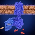 SIGNAL TRANSDUCTION PATHWAY