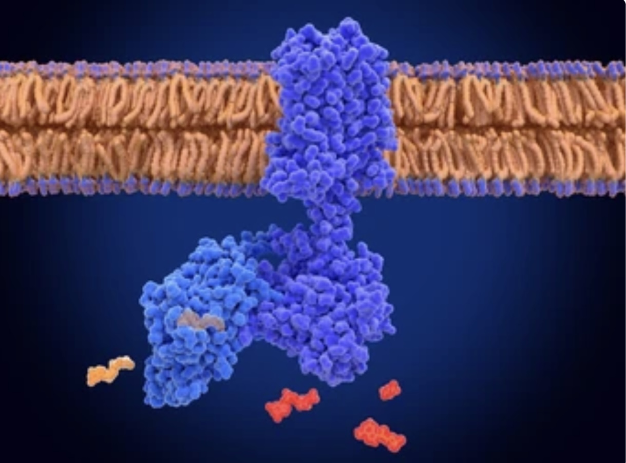 Read more about the article SIGNAL TRANSDUCTION PATHWAY