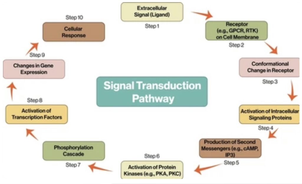 SIGNAL TRANSDUCTION PATHWAY