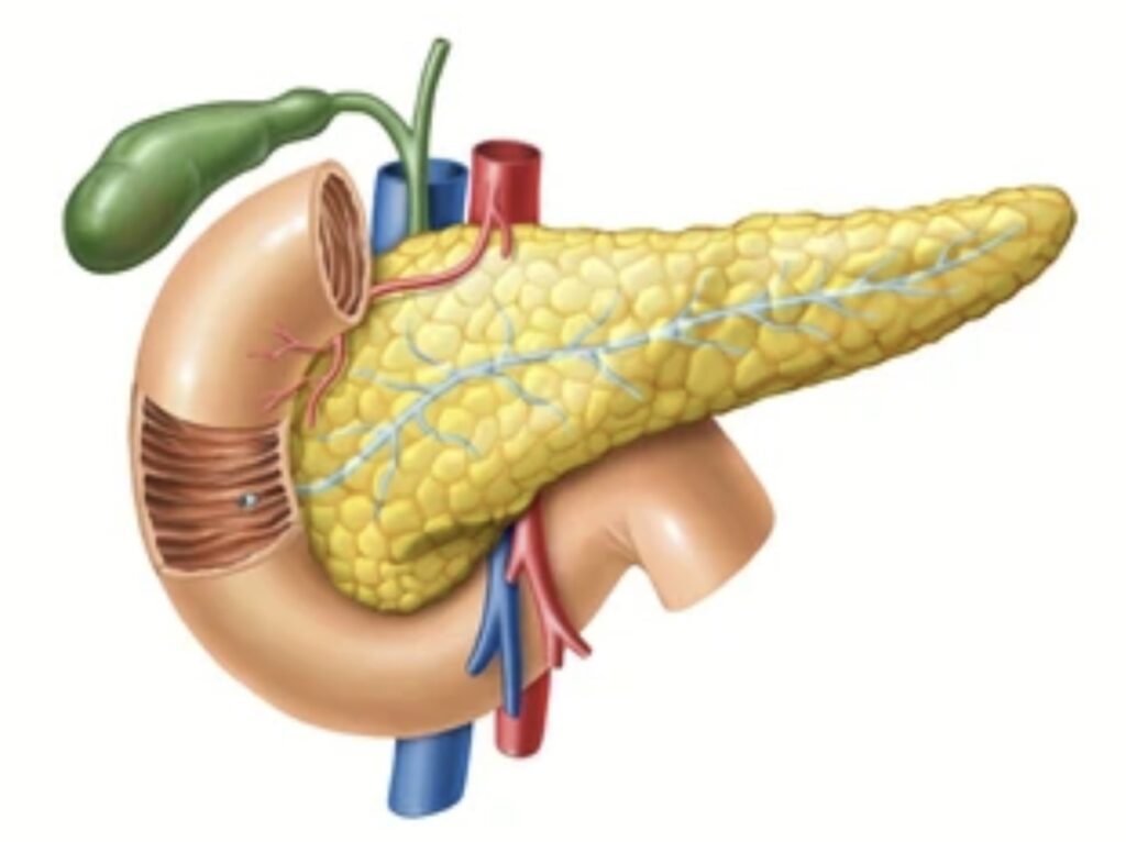 PANCREATIC GLAND