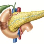 PANCREATIC GLAND