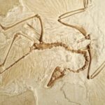 ARCHAEOPTERYX