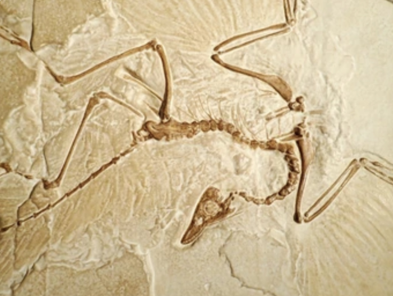 Read more about the article ARCHAEOPTERYX : THE MISSING LINK