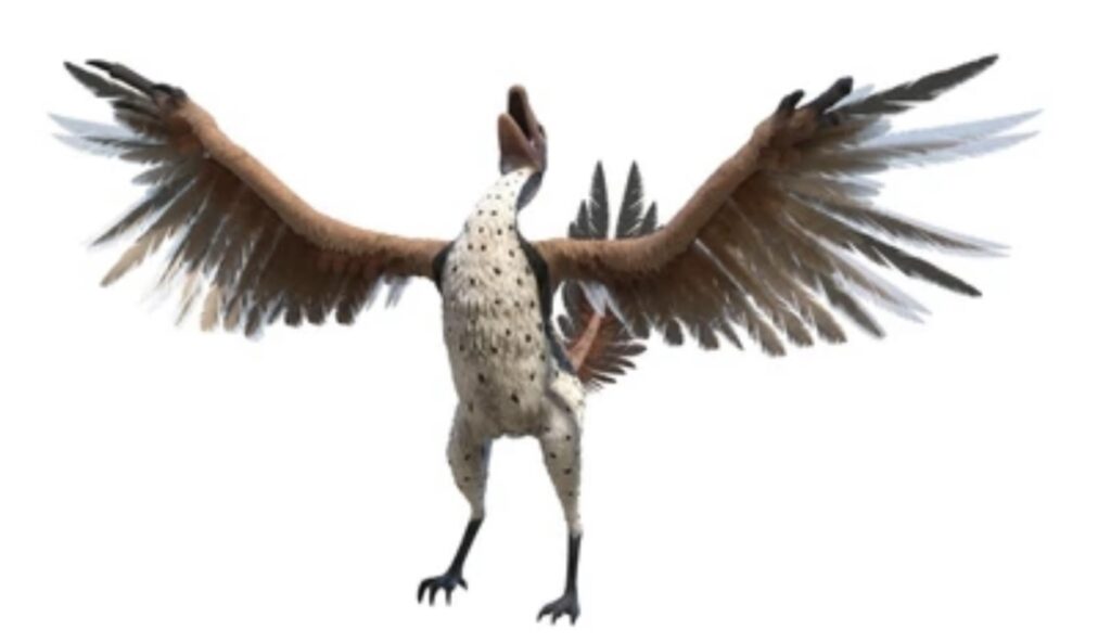 ARCHAEOPTERYX