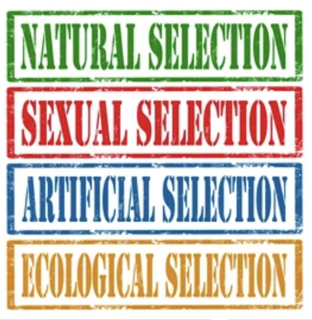 SEXUAL SELECTION