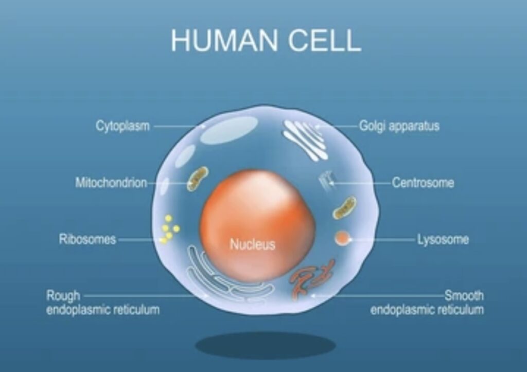 WHAT ARE CELLS