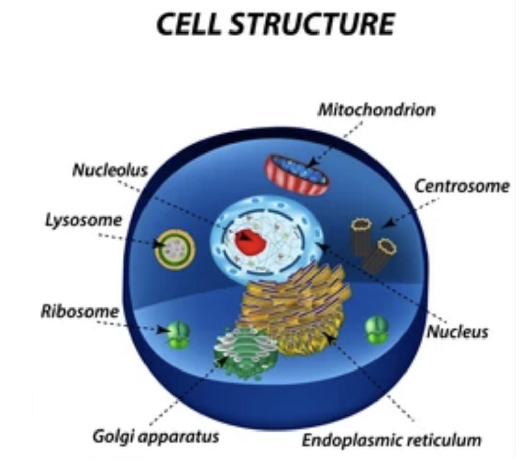 WHAT ARE CELLS