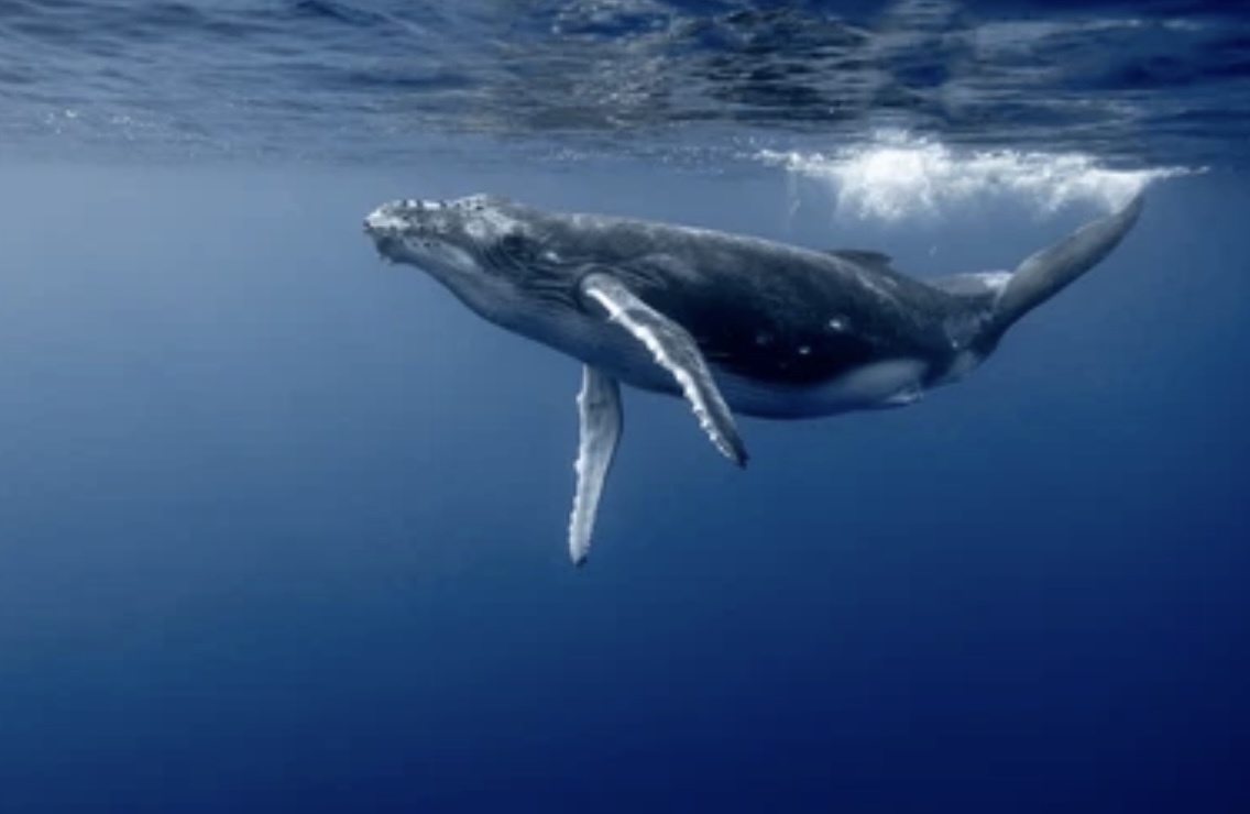 Read more about the article BLUE WHALE: CHARACTERISTICS AND FUN FACTS