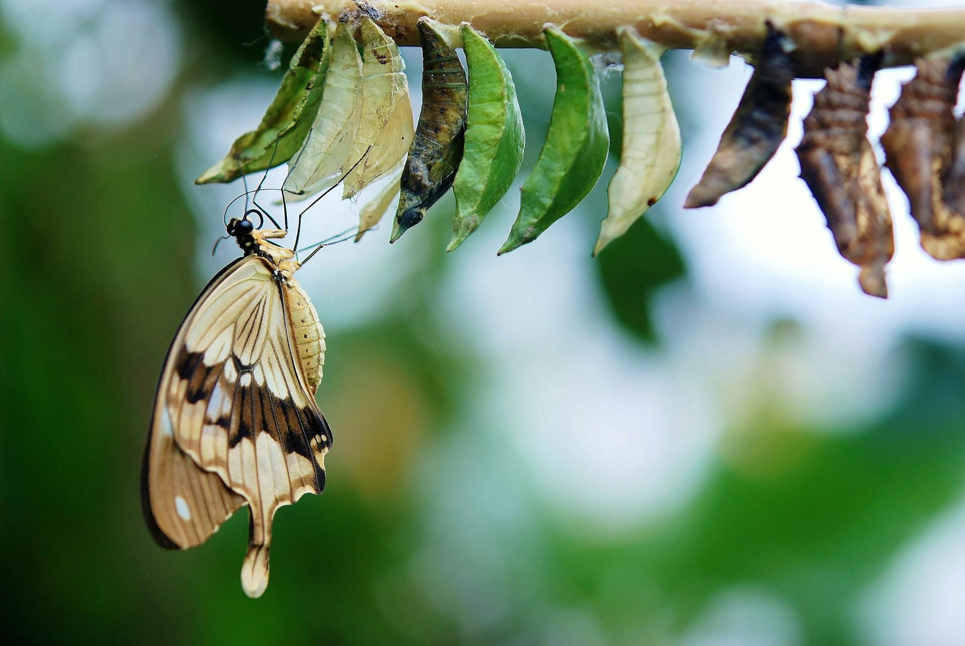 brown and white swallowtail butterfly under white green and brown cocoon in shallow focus lens