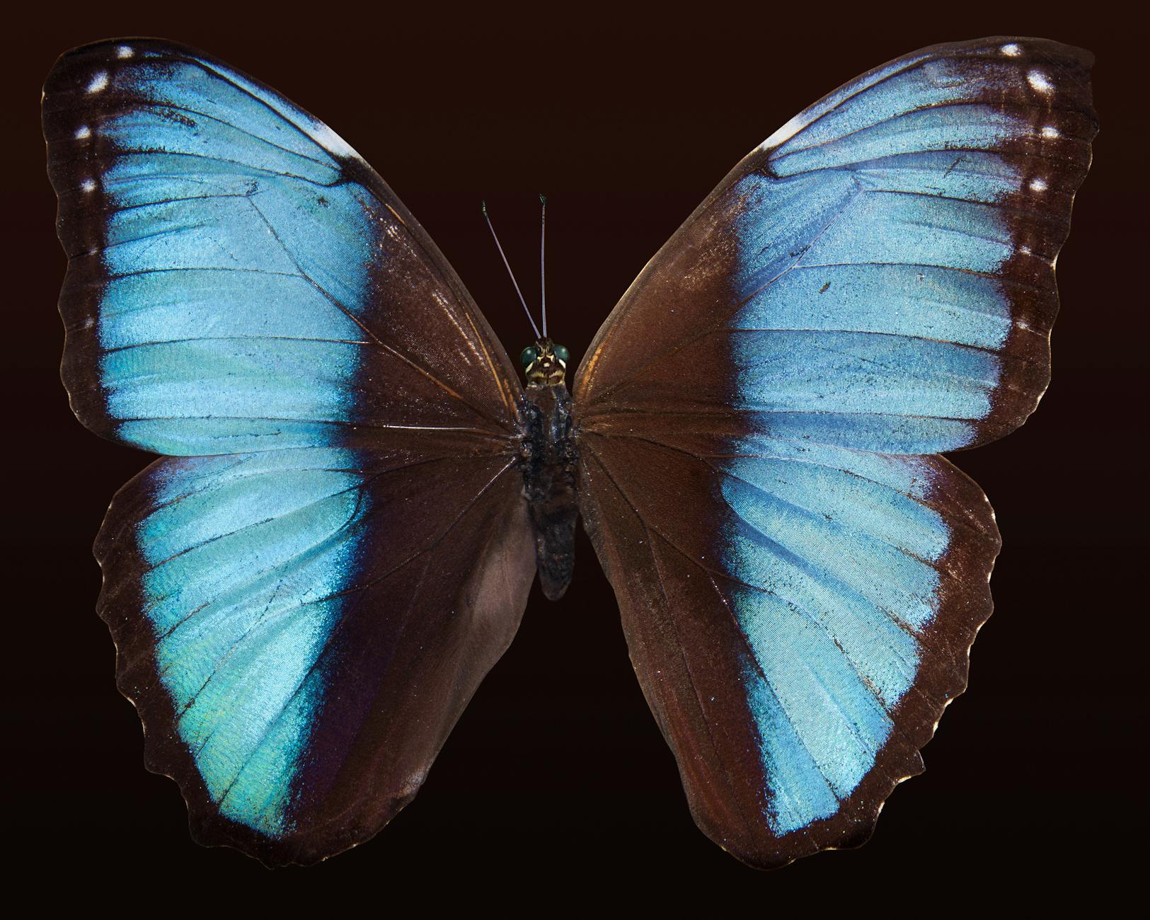 blue morpho butterfly