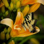 Butterfly : Life Cycle, Classification, and Facts