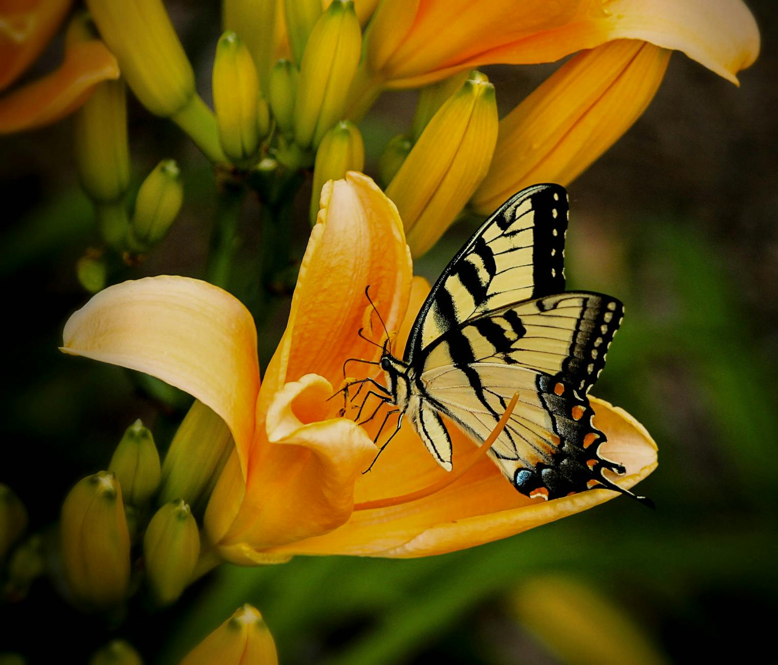 black and white butterfly perch on yellow petaled flower