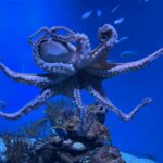 Octopus | Description, Behavior, Species & Facts