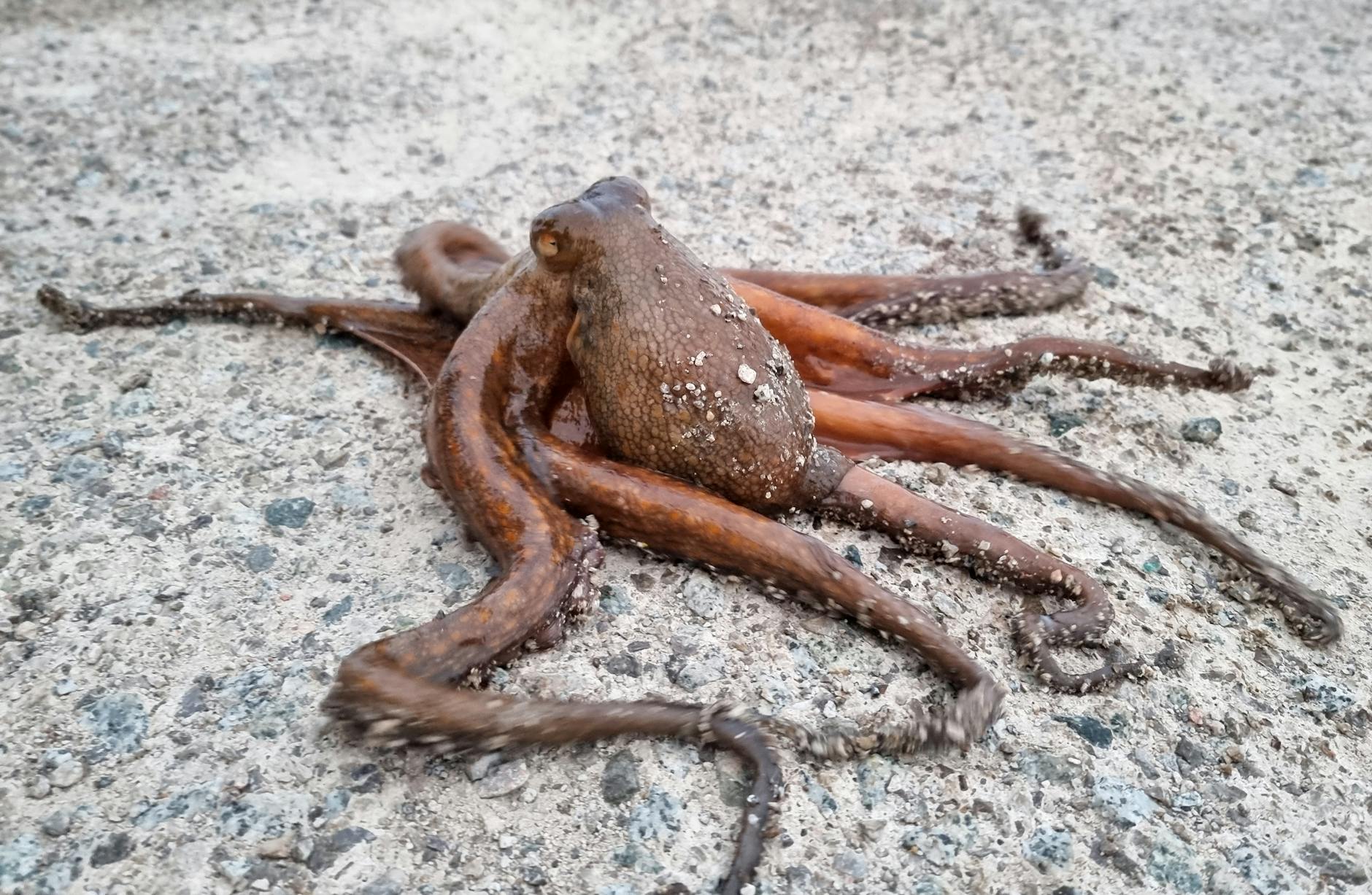 octopus on sand in close up photography