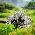 Zebra : Stripes, Species, and Survival