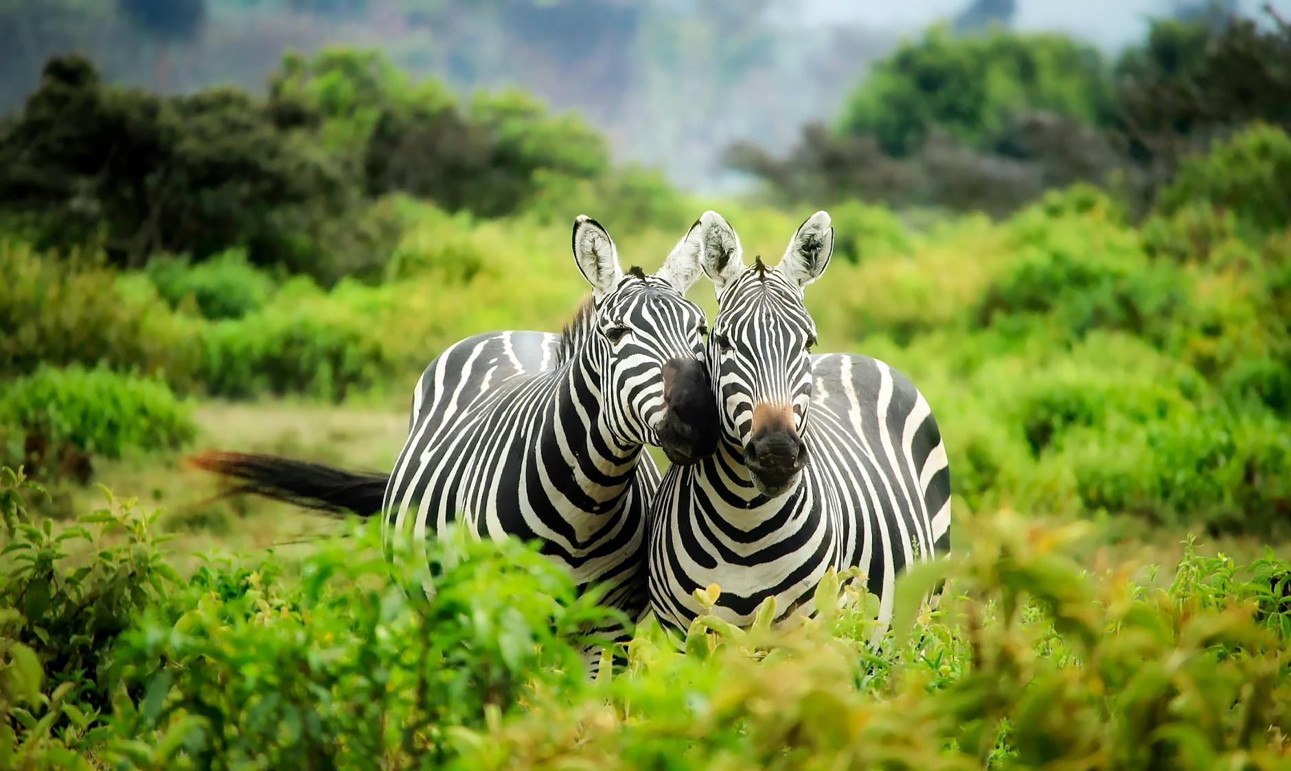 Read more about the article Zebra : Stripes, Species, and Survival