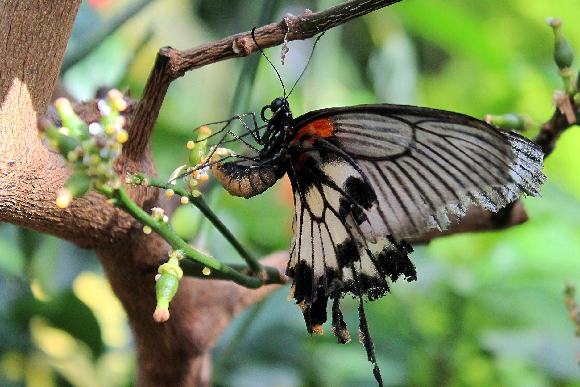 black butterfly perched on tee branch