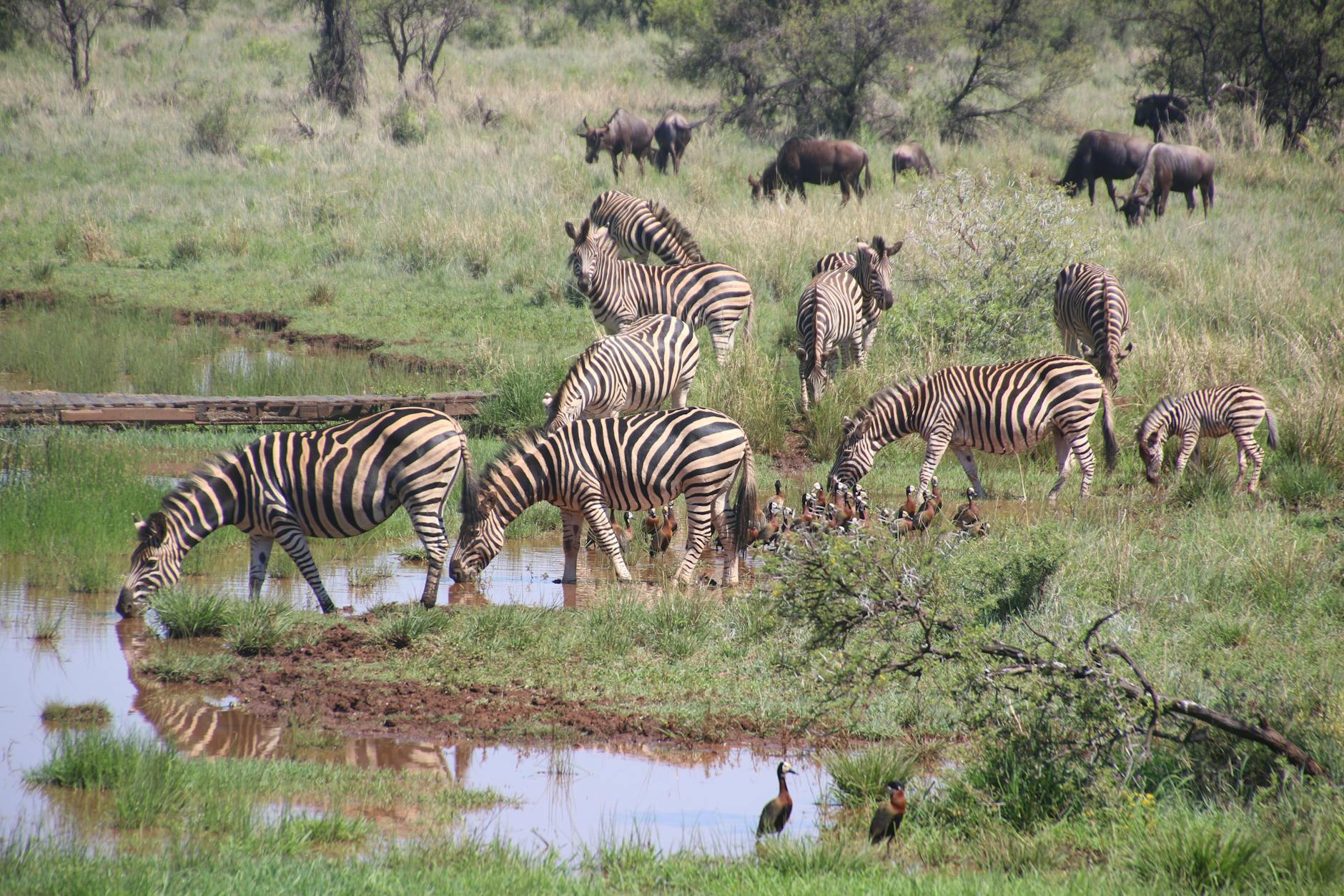 herd of zebras on grass field