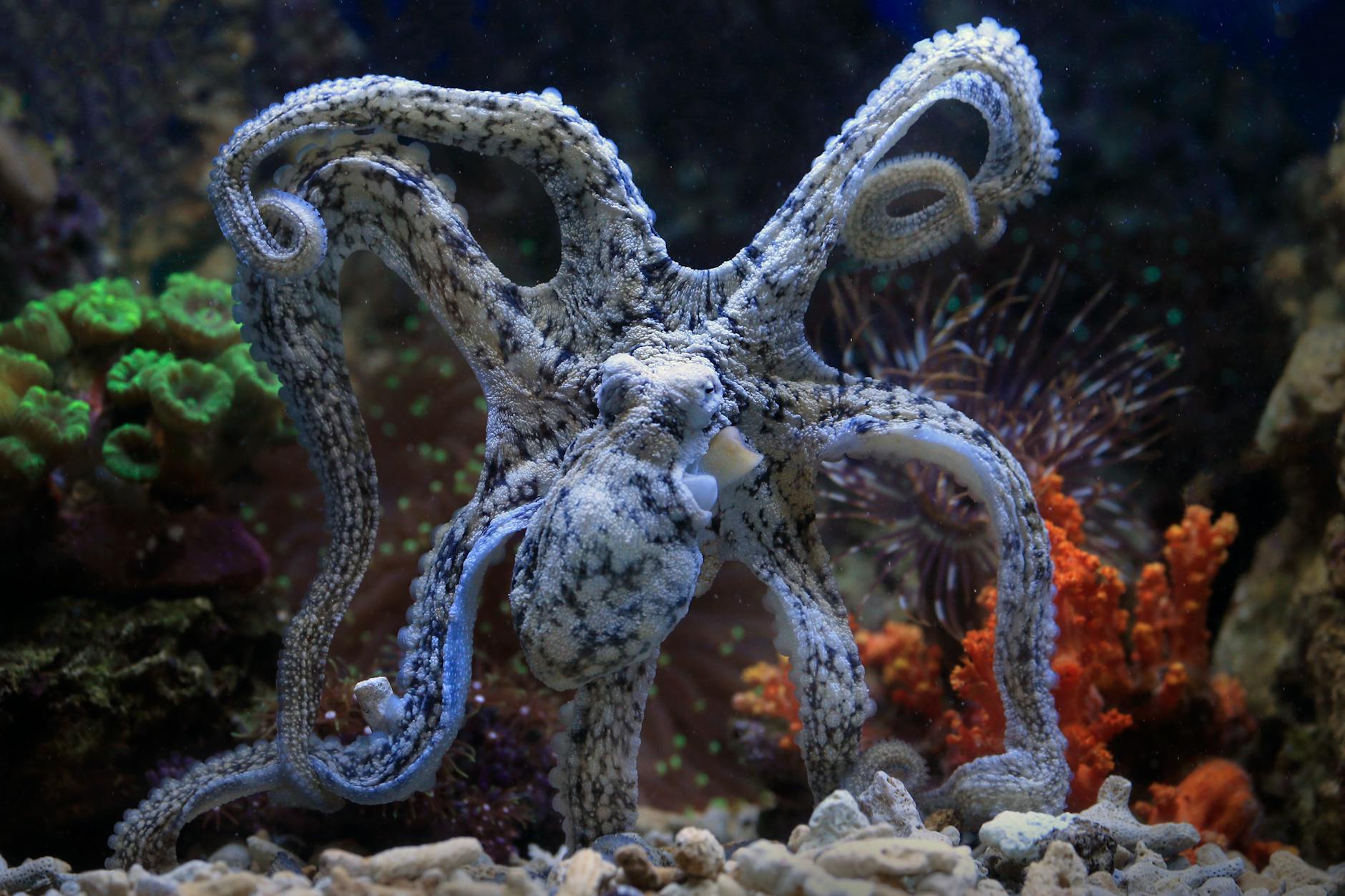 octopus in an aquarium