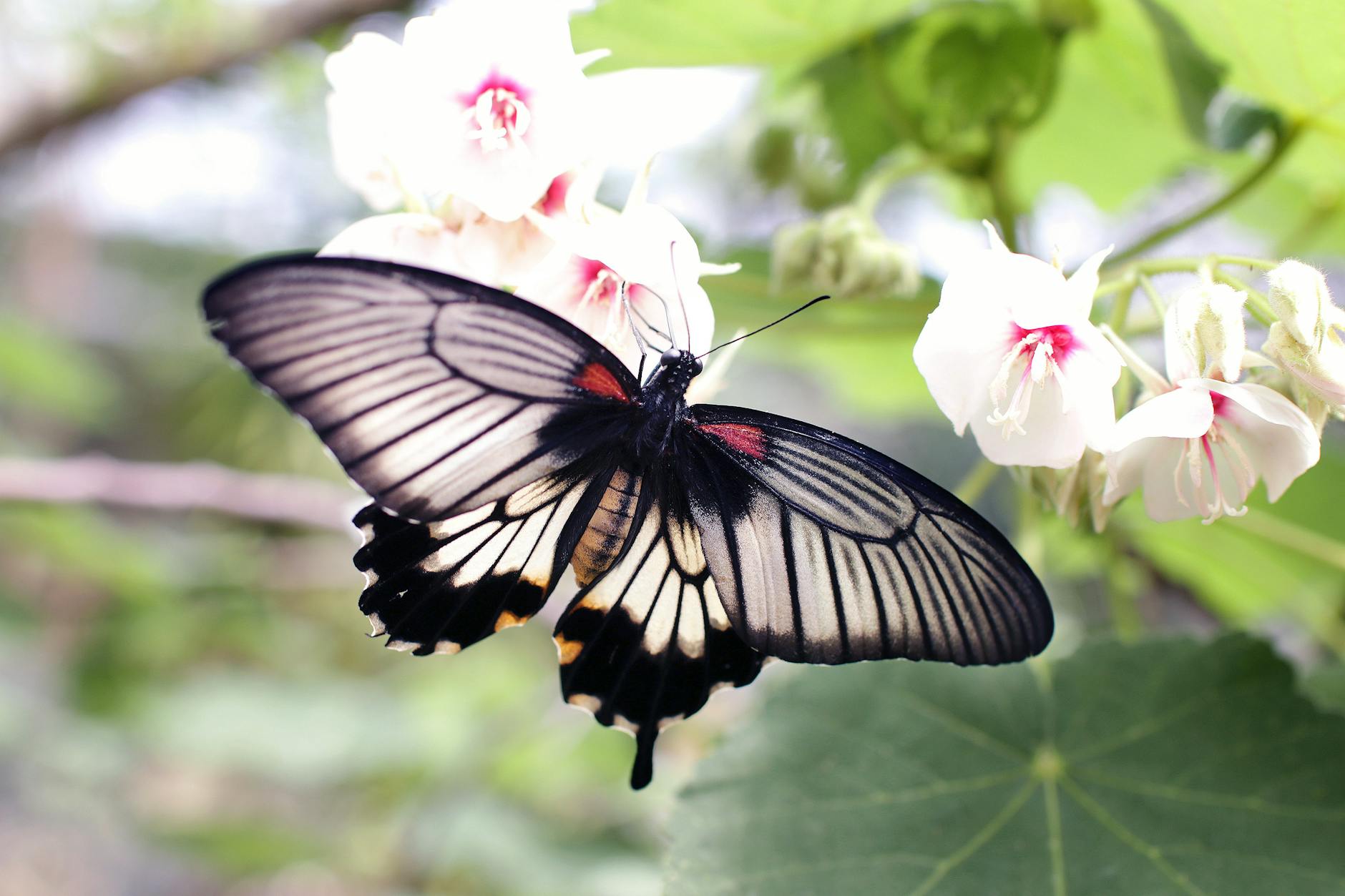 gray and black butterfly sniffing white flower