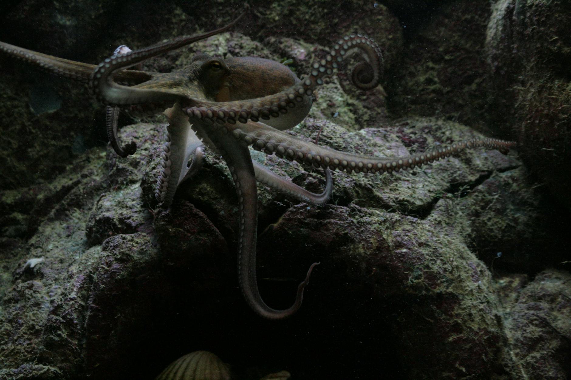 octopus on rocks