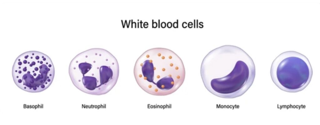 WHITE BLOOD CELLS